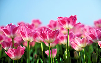 ~Flower~, pink, nature, petal, flower HD wallpaper