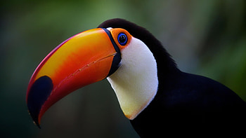 Tropical bird, Beautiful feathers, Nature , Wildlife showcase HD wallpaper