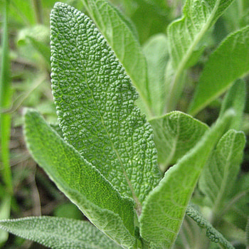 Sage herb, Jros liuas, Neapykantos j, Common sage HD phone wallpaper