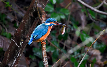 Kingfisher with Fish, Latvia, kingfisher, bird, tree HD wallpaper