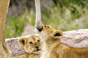 Naughty Cub, cool, naughty, cub HD wallpaper