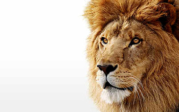 LEO THE LION, STARE, BIG, MANE, CAT HD wallpaper