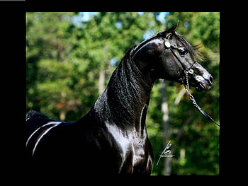 The Black Stallion, horses, black horses, black stallions, white horses, nature, baby horses HD wallpaper