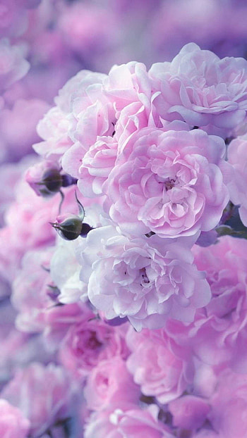 Flower 2, magenta, pink HD phone wallpaper