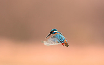 Animals, Background, Bird, Beak, Wave, Sweep HD wallpaper