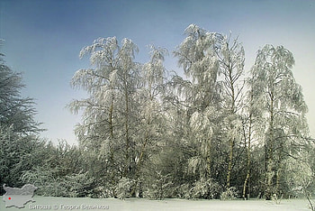 Snow Trees, winter, graphy, snow, bulgaria, trees, mountain HD wallpaper
