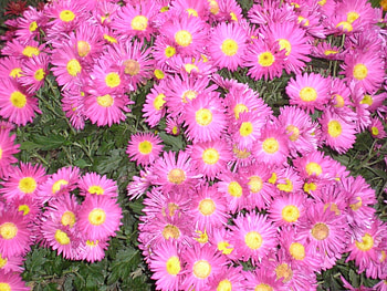 Plants, Flowers, Violet HD wallpaper