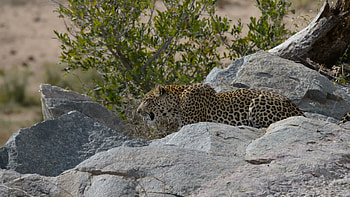 Kruger National Park, Leopard, Ambush predator, South African wildlife HD wallpaper