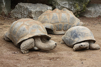 Family, Aldabra Giant Tortoise HD wallpaper