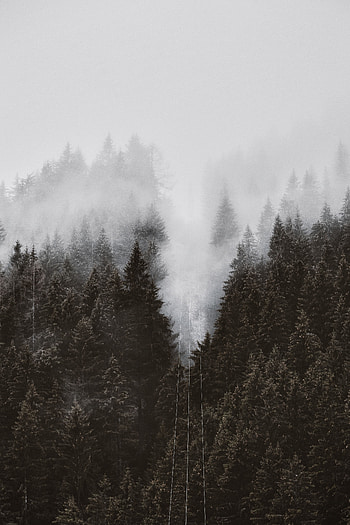 Nature, Trees, Top, Forest, Fog, Crown, Tops, Crowns, Cableway, Cable Car HD phone wallpaper