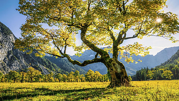 Beautiful sycamore maple in the Karwendel, Austria, mountains, tree, sunshine, leaves, landscape, sky, alps HD wallpaper