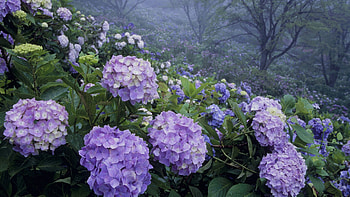 Hydrangea bush, graphy, garden, bush, summer, purple, plant, , nature, flowers HD wallpaper