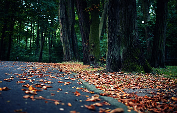 Landscape, Autumn HD wallpaper