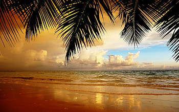 Landscape, Beach, Palms HD wallpaper