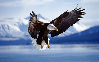 Bald Eagle, Winter landscapes, Majestic bird, zing beauty HD wallpaper