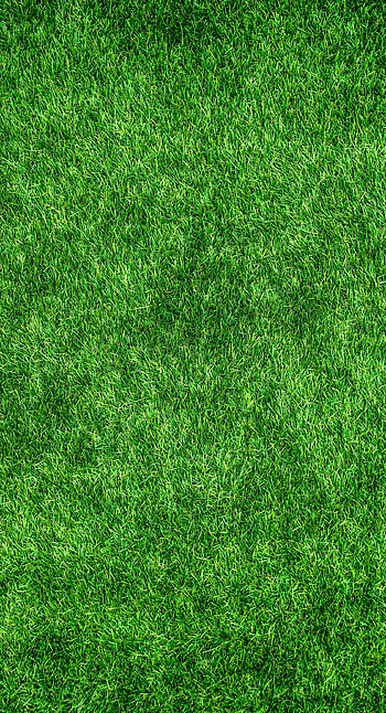 Grass, Texture, Textures, Surface, Thick, Lawn HD phone wallpaper