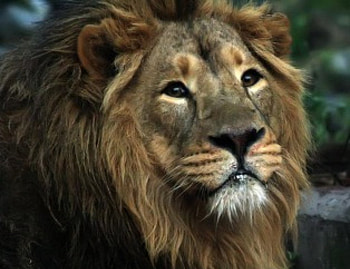 Leo the Lion, animal, lion HD wallpaper
