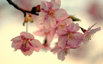 Plants, Flowers HD wallpaper