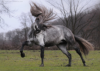 Dapple Grey Beauty, spanish, andalusian, horses, grey, dapple HD wallpaper