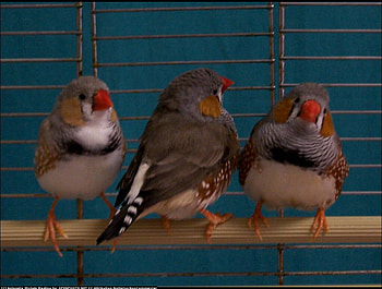Three friends, birds, animals, red, popular, colours, cage, beauty HD wallpaper