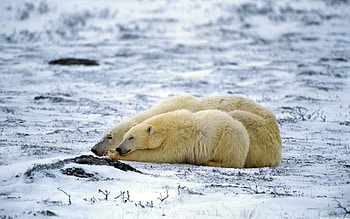 Animals, Snow, Couple, Pair, To Lie Down, Lie, Sleep, Dream, Polar Bear HD wallpaper