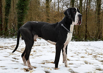 Bad breeders, Great Dane, Responsible ownership, Health concerns HD wallpaper
