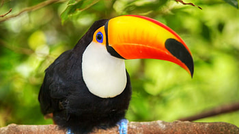 High-resolution , Toucan's beauty, Tropical paradise, Stunning colors HD wallpaper
