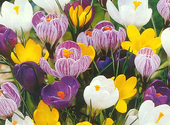 Flowers, Colourful, Flower, Garden HD wallpaper