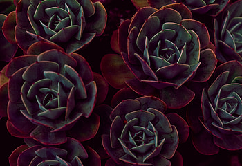 Flowers, Leaves, Indoor Plant, Houseplant, Succulents, Echeveria, Ekheveria HD wallpaper