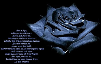 And if I go..., blue, rose, words, poem HD wallpaper
