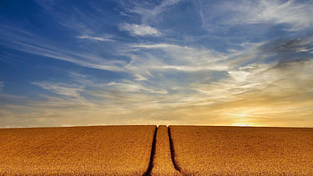 Agro-Field, Field, Nature, Agro, tree HD wallpaper