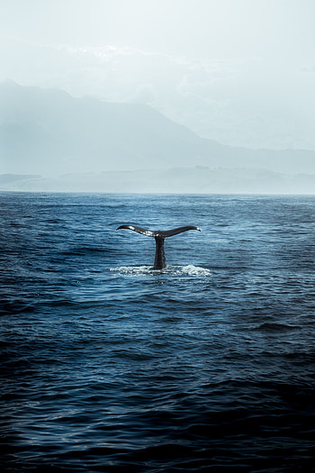 Nature, Waves, Ocean, Predator, Whale, Tail HD phone wallpaper