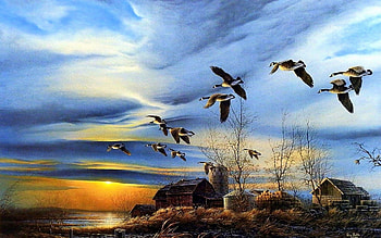 flying into the sunset, farm, duck, bird, sunset HD wallpaper