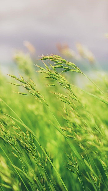 Grass field , Natural landscapes, Serene backdrop, Vibrant greens HD phone wallpaper
