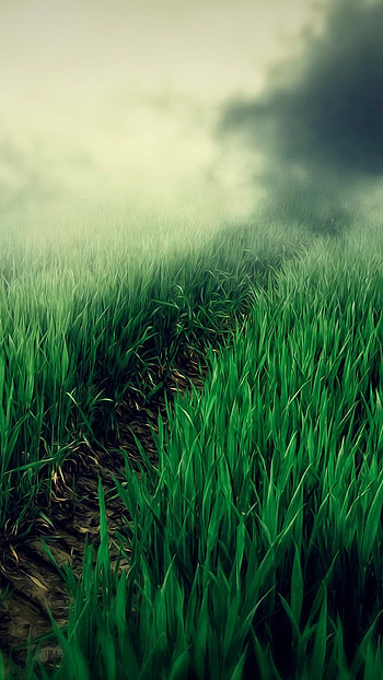 Live, Green Grass HD phone wallpaper