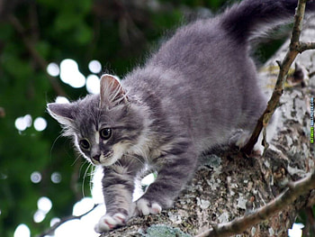 Grey cat, sweet, animal, kitten, grey, cat, feline HD wallpaper