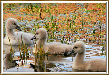 FRAMED BIRDS, BIRDS, NATURE, , FRAMED HD wallpaper