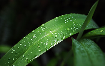 Plants, Leaves, Drops HD wallpaper