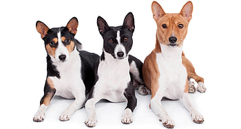 Basenji Dog, Top-selling dog , 56% off discount, Limited time offer HD wallpaper