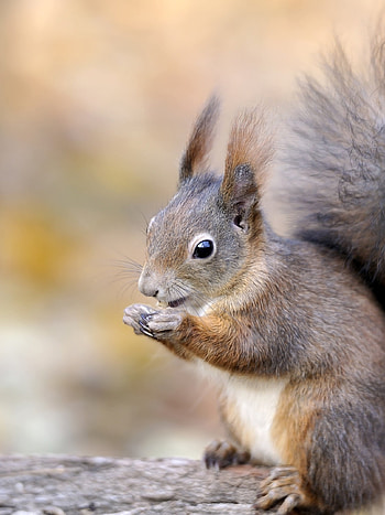 squirrel , Full experience, Nature's charm, High-resolution beauty HD phone wallpaper