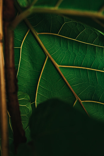 Plant, Macro, Sheet, Leaf, Veins HD phone wallpaper