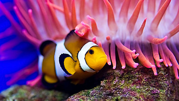 fish , Stunning aquatic creatures, backgrounds, Marine beauty HD wallpaper
