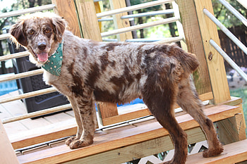 Prince William County, Fancy the pet, Australian Shepherd, Adoption opportunity HD wallpaper