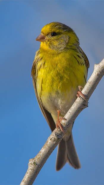Canary, Adorable Canary HD phone wallpaper