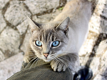 Cute cat, cat, pet, look, animals HD wallpaper