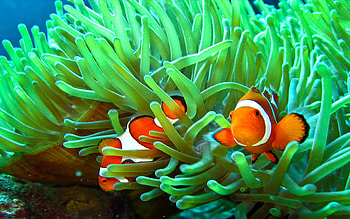 Pair of clownfish, Sea grass habitat, Marine companions, Underwater exploration HD wallpaper