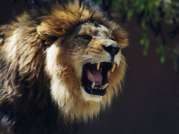 leo the lion, closeup, head, male lion HD wallpaper