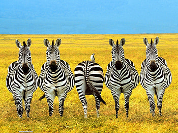 Funny, Animals, Zebra HD wallpaper