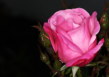 a rose, rose, pink, 3d, flower, love HD wallpaper