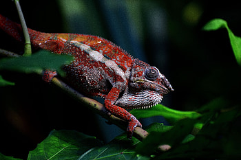 Animals, Branch, Reptile, Chameleon, Exotic HD wallpaper